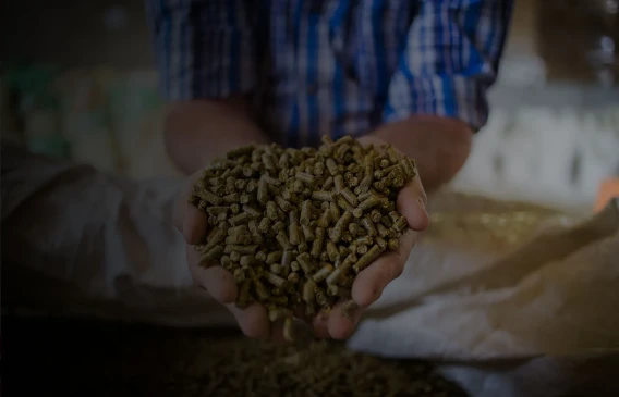Hands holding livestock feed pellets above an open feed bag.
