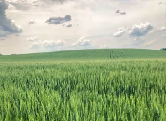 Green wheat field stretching across rolling farmland under a cloudy sky.