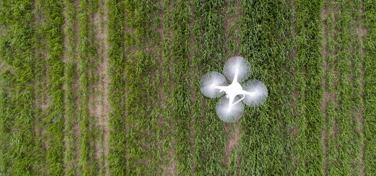 A white drone flying above rows of crops in an agricultural field.
